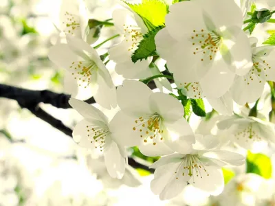Картинки яблони в цвету весна (68 фото) » Картинки и статусы про окружающий  мир вокруг