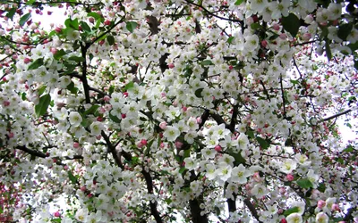 Обои для рабочего стола Яблоня в белом цвету фото - Раздел обоев: Весна  (Времена года)