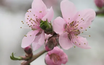 Цветущая яблоня весной Цветущая яблоня Цветущая яблоня в Латвии Цветы яблони  весной на фоне голубого неба Фото И картинка для бесплатной загрузки -  Pngtree