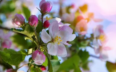 Обои на рабочий стол Яблоня, цветение, дерево, весна, spring - Весна -  Природа - Картинки, фотографии