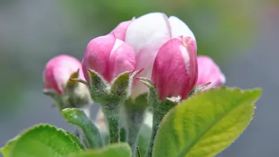 Обои флора весна яблони в цвету - картинки от Fonwall