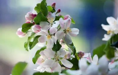 Белые цветы яблони | Ботанические иллюстрации, Акварельные иллюстрации,  Цветы