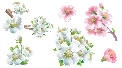 Белые цветы яблони. красиво цветущие яблони. фон с цветущими цветами в  весенний день. цветущая яблоня malus domestica крупным планом. яблоневый  цвет. | Премиум Фото