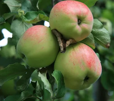 Яблоня колоновидная Есения – купить саженцы яблони в питомнике в Москве