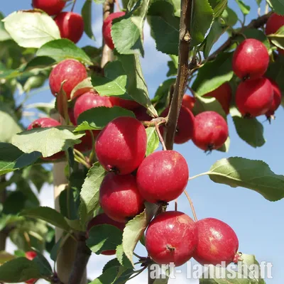 Яблоня летнее Конфетное | LeafGarden