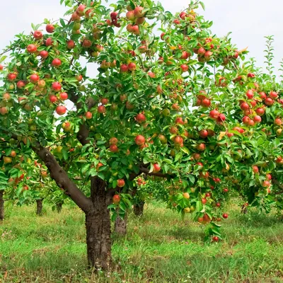 Яблоня декоративная Хелена (Helena) — Рассада цветов и овощей.