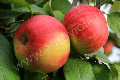 Яблочный Вкус\" (комплект из двух сортов яблони) ᐉ купить с доставкой почтой  по Украине в питомнике Биосад