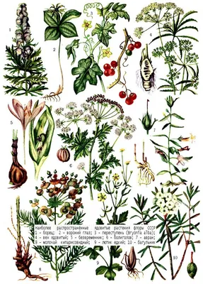 Ядовитые растения | Ядовитые растения, Растения, Ботанические иллюстрации
