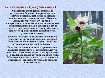 Ядовитые растения ХМАО - БУ \"Сургутский районный комплексный центр  социального обслуживания населения\"
