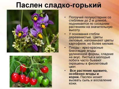 Ядовитые растения и ягоды | Частная поликлиника «Здоровейка» | Липецк