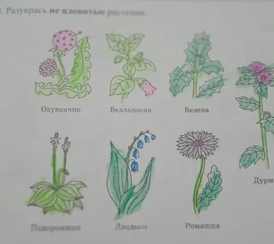 Беседа «Осторожно, ядовитые растения!» | ВКонтакте