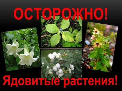 Осторожно: ядовитые растения! – Курская правда