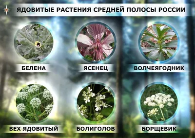 6 Ядовитых растений, растущих на территории России: контакт с которыми  опасен для человека | Fireman.club | Пожарная безопасность | Дзен