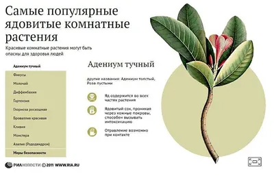 Е. Ю. Пикунов \"Ядовитые растения России\" — купить в интернет-магазине по  низкой цене на Яндекс Маркете