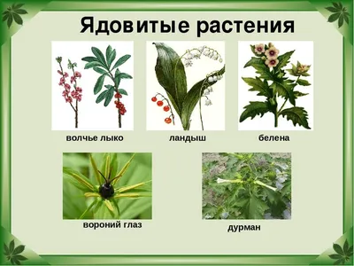 Ядовитые растения | МАДОУ Детский сад №157 городского округа город Уфа  Республика Башкортостан