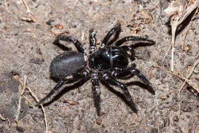 Самые ядовитые пауки в мире — австралийские воронковые пауки | Вокруг Света