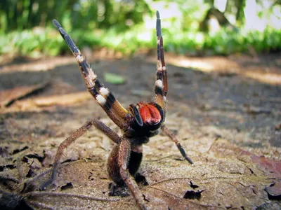 Самый ядовитый паук в мире