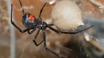 Топ-6 самых ядовитых пауков планеты | Пикабу