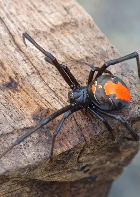Одни из самых ядовитых пауков на планете, с которыми вы не захотите  встречаться | Интересные факты и многое другое | Дзен