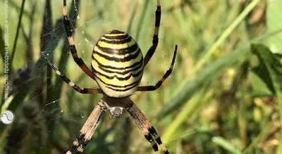 В Боровском районе заметили редкий вид ядовитых пауков