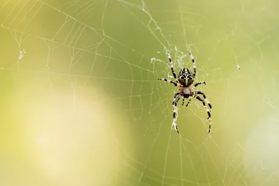 Опасных ядовитых пауков на сухогрузе доставили в Италию из Таганрога