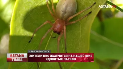 Эксперты прокомментировали сообщения о нашествии ядовитых пауков в  Подмосковье