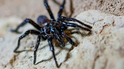 Жители села на востоке Казахстана жалуются на нашествие ядовитых пауков -  29.07.2020, Sputnik Казахстан