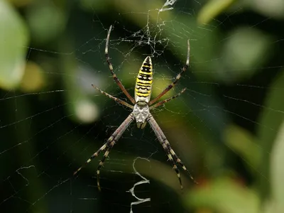Названы самые ядовитые пауки на планете - ХВИЛЯ