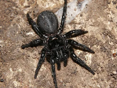 Что за пять пауков России, укуса которых стоит опасаться? | Природа |  Общество | Аргументы и Факты