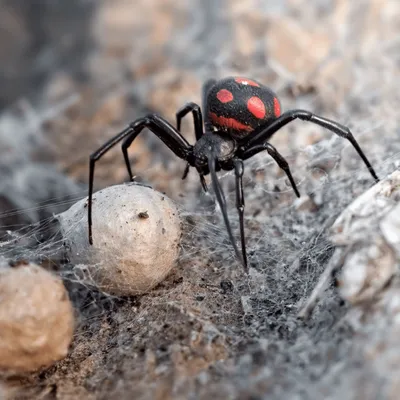 В Костроме обнаружили экзотических ядовитых пауков • TOP24 • Кострома