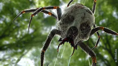 Осторожно: ядовитые пауки! » Новости Одессы | ГРАД