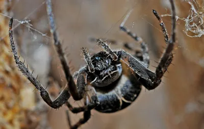 Нижегородцы пожаловались на нашествие ядовитых пауков | Открытый Нижний