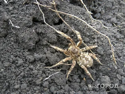 Осторожно: в Одесской области поселился новый вид ядовитых пауков » Новости  Одессы | ГРАД
