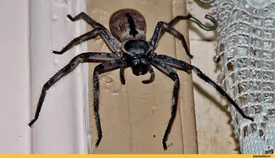 В Чувашии продолжают находить ядовитых пауков