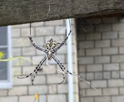 Нижегородцы жалуются на нашествие южных ядовитых пауков - KP.RU