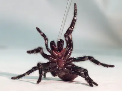 Каракурты, желтосумные и тарантулы: каких пауков в Одесской области лучше  избегать — УСІ Online