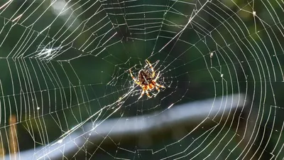 Каких ядовитых пауков и змей можно встретить в Подмосковье - Hi-News.ru