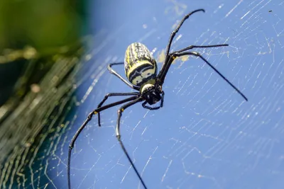 По США быстро распространяется новый вид ядовитых пауков: что нужно знать -  ForumDaily