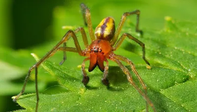 В Приднестровье замечен один из самых ядовитых пауков в мире