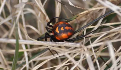 Нашествие ядовитых пауков обсуждают в Казахстане | Новости 24 | Восточный  экспресс
