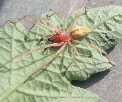 В Нижегородской области заметили редких ядовитых пауков