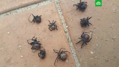 Нашествие каракуртов: от укусов ядовитых пауков страдают люди и животные
