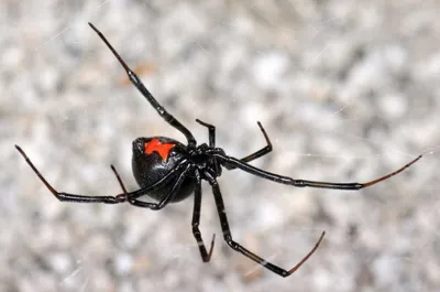 Под Одессой обнаружили самого ядовитого в мире паука: фото / В Украине /  Судебно-юридическая газета