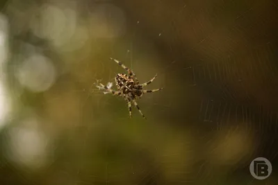 Яркий и опасный: на Закарпатье увеличилось количество ядовитых пауков-зебр  (ФОТО) | Голос Карпат