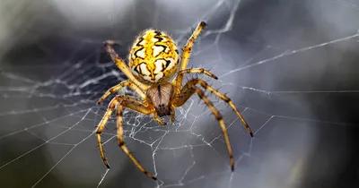 В России женщин покусали ядовитые пауки