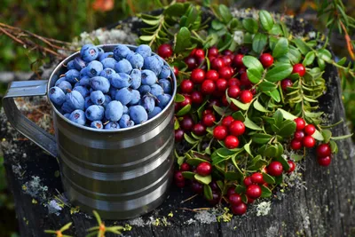 Ягоды Сахалина: самые полезные ягоды Сахалина – блог Sakhtravel