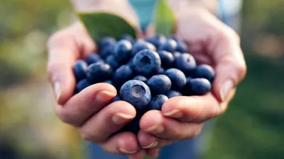 День варенья: за 7 лет урожайность ягод в России увеличилась на 14% |  Информационное агентство «Время Н»