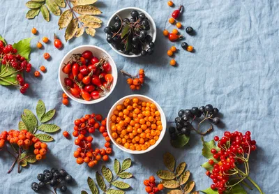13 самых полезных ягод в мире с фото: топ продуктов с полезными свойствами  для здоровья и противопоказаниями