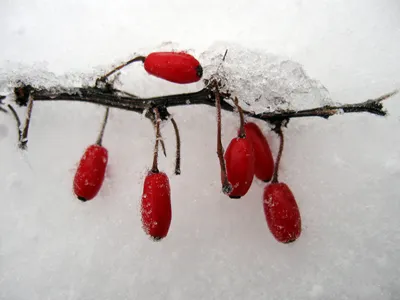 Микс ягод бережной сушки (клубника,красная смородина, брусника) с  бесплатной доставкой на дом из «ВкусВилл» | Москва и вся Россия