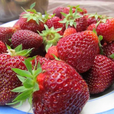 Виктория ягода 11 литров — купить в Красноярске. Ягоды, орехи на  интернет-аукционе Au.ru